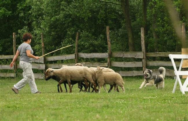 turniej Pastuszkowo