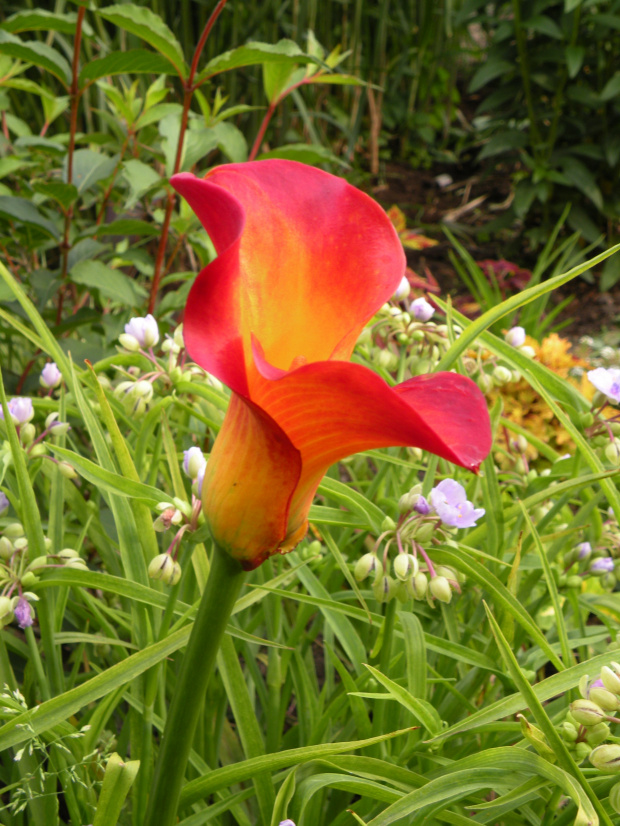 Zantedeschia Selina/Flame ?