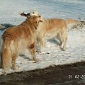 Poszliśmy na spacer ale wystarczy kawałek patyczka a one już toczą ciężkie boje