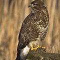 Myszołów (Buteo Buteo)