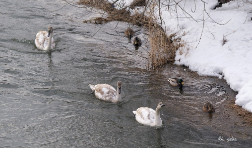 z niedzielnego spaceru ... #rzeka #Kłodnica #woda #ptaki #kaczki #łabędzie #zima