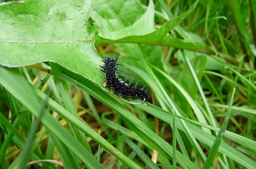 Gąsienica rusałki pawik (Inachis io). #RusałkaPawik