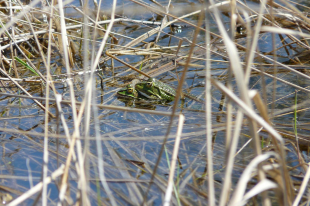 Ampleksus żab jeziorkowych (Pelophylax lessonae). #żaba #ŻabaJeziorkowa