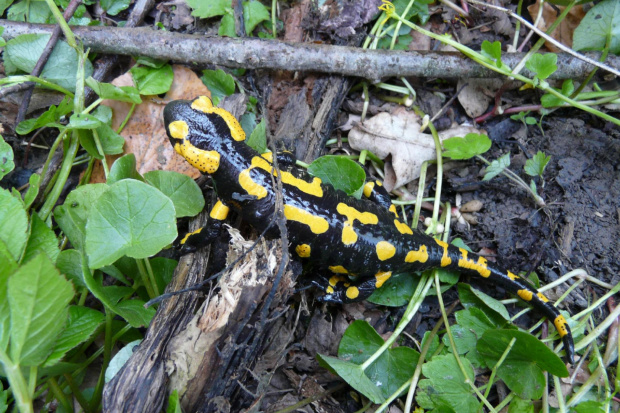Salamandra plamista (Salamandra salamandra) #salamandra #SalamandraPlamista