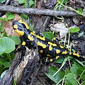Salamandra plamista (Salamandra salamandra) #salamandra #SalamandraPlamista