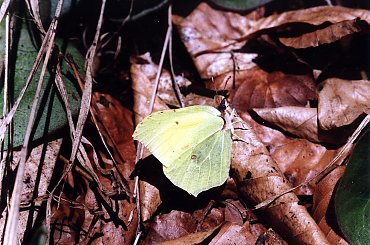 Listkowiec cytrynek (Gonepteryx rhamni). #cytrynek #listkowiec