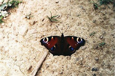 Rusałka pawik (Inachis io) #RusałkaPawik