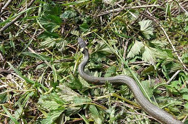 Zaskroniec (Natix natrix). #zaskroniec