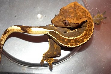 #CrestedGecko #GekonOrzęsiony #RhacodactylusCiliatus