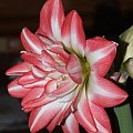 odmiana 'Blossom Peacock' - 23 lutego 2010 #amarylis #BlossomPeacock #Hippeastrum #hydroponika