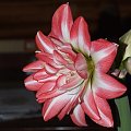 odmiana 'Blossom Peacock' - 23 lutego 2010 #amarylis #BlossomPeacock #Hippeastrum #hydroponika