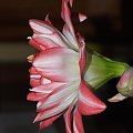 odmiana 'Blossom Peacock' - 23 lutego 2010 #amarylis #BlossomPeacock #Hippeastrum #hydroponika