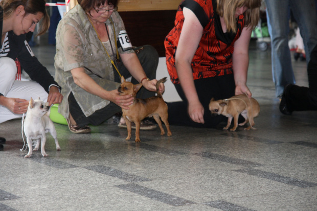 Kraków 2011 #chihuahua