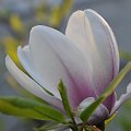 Magnolia - koniec tegorocznego sezonu, niestety