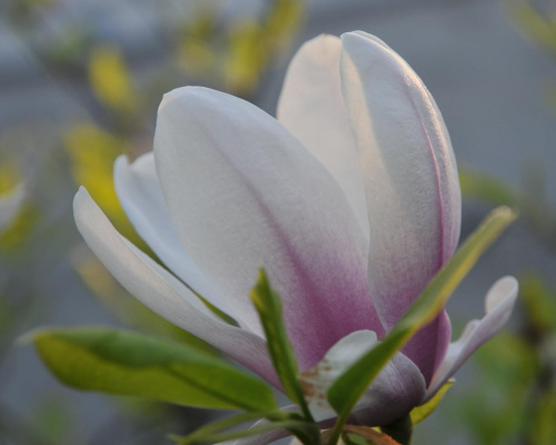 Magnolia - koniec tegorocznego sezonu, niestety