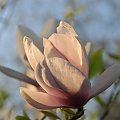 Magnolia - koniec tegorocznego sezonu, niestety