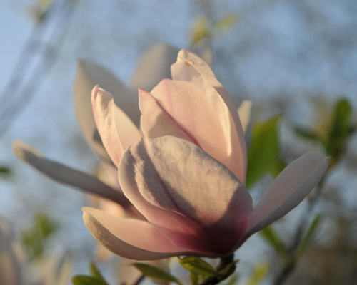 Magnolia - koniec tegorocznego sezonu, niestety