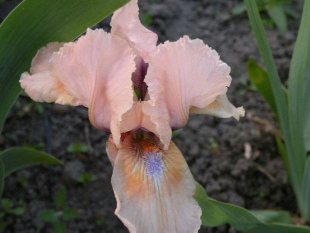 Iris x germanica Bees Knees SDB (Standard Dwarf Bearded)