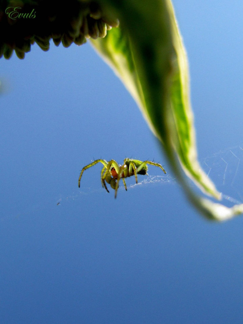 Akrobata #akrobata #pająki #owady
