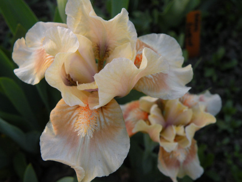 Iris x germanica Peach and Cream (?)