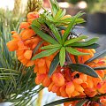 Berberis 'Orange King'