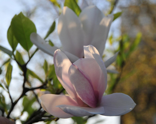 Magnolia - koniec tegorocznego sezonu, niestety