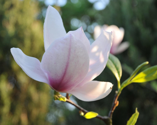 Magnolia - koniec tegorocznego sezonu, niestety