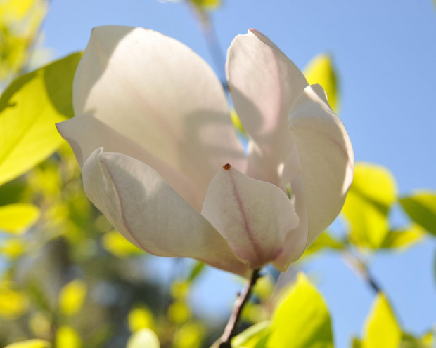 Magnolia - koniec tegorocznego sezonu, niestety