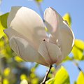 Magnolia - koniec tegorocznego sezonu, niestety