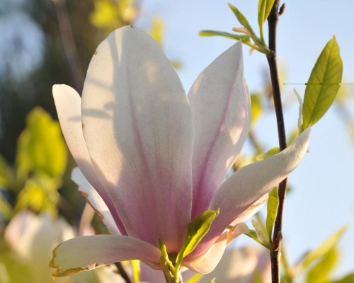 Magnolia - koniec tegorocznego sezonu, niestety