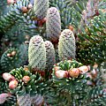 Abies koraensis 'Nana'