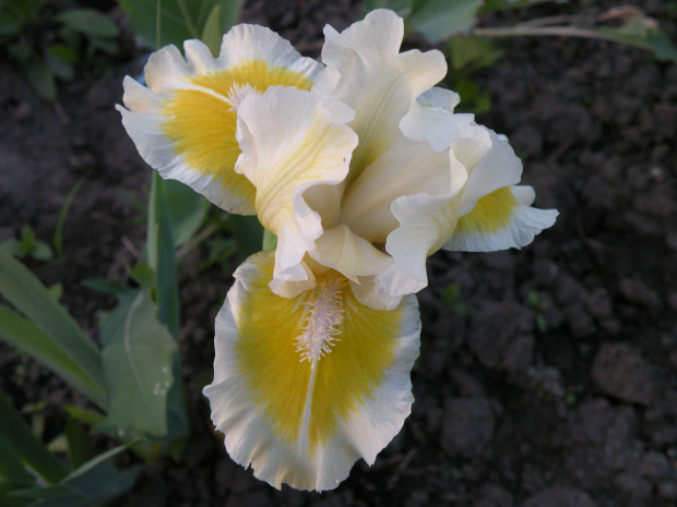 Iris x germanica Captive Sun SDB (Standard Dwarf Bearded) (?)