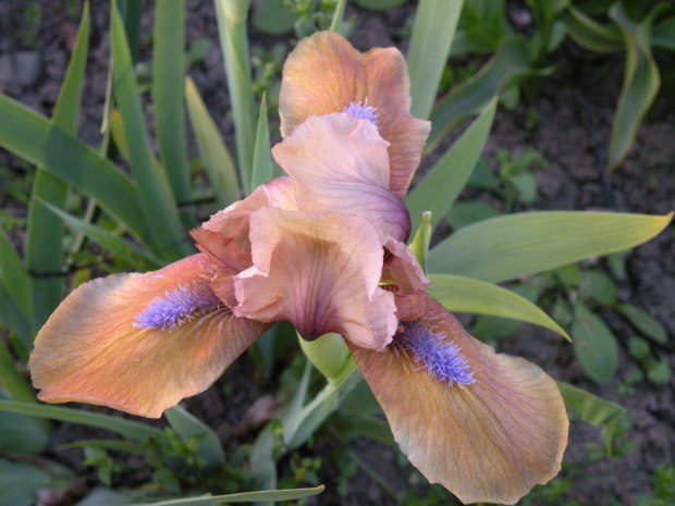 Iris 'Gingerbread Man'