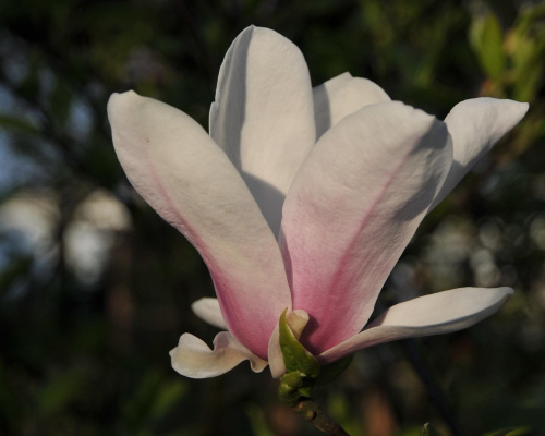 Magnolia - koniec tegorocznego sezonu, niestety