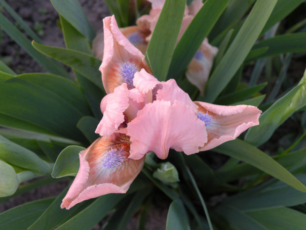 Iris x germanica Bees Knees SDB (Standard Dwarf Bearded)