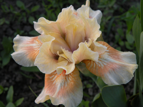 Iris x germanica Peach and Cream (?)