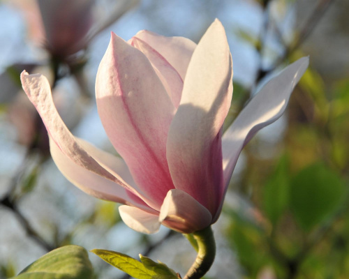 Magnolia - koniec tegorocznego sezonu, niestety