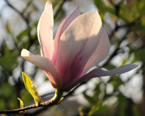 Magnolia - koniec tegorocznego sezonu, niestety