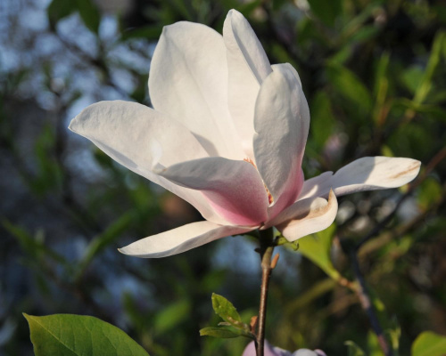 Magnolia - koniec tegorocznego sezonu, niestety