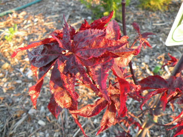 Acer palmatum 'Peve Ollie'