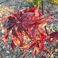 Acer palmatum 'Peve Ollie'