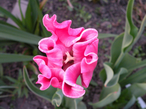 Tulipa Picture  2008