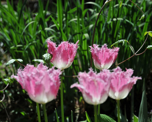 Tulipany - kończący się sezon