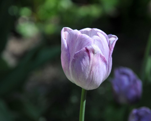 Tulipany - kończący się sezon