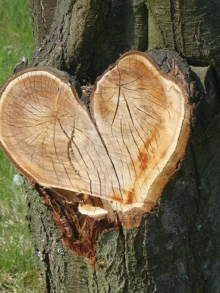 #drzewo #serce