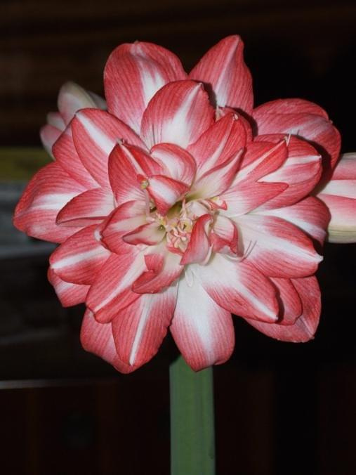 odmiana 'Blossom Peacock' - 23 lutego 2010 #amarylis #BlossomPeacock #Hippeastrum #hydroponika