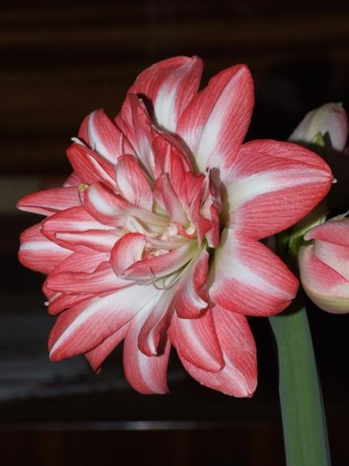 odmiana 'Blossom Peacock' - 23 lutego 2010 #amarylis #BlossomPeacock #Hippeastrum #hydroponika