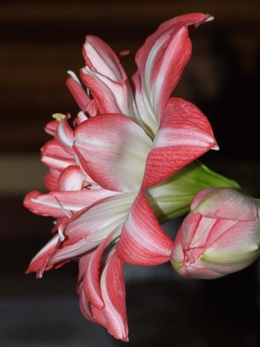 odmiana 'Blossom Peacock' - 23 lutego 2010 #amarylis #BlossomPeacock #Hippeastrum #hydroponika