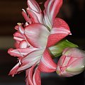 odmiana 'Blossom Peacock' - 23 lutego 2010 #amarylis #BlossomPeacock #Hippeastrum #hydroponika