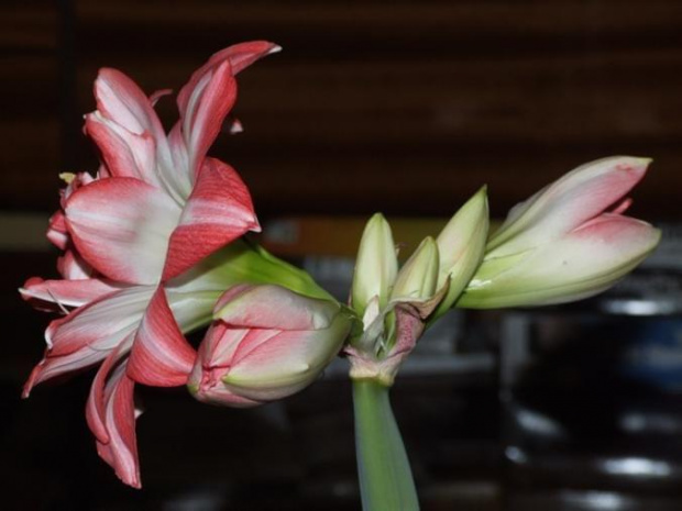 odmiana 'Blossom Peacock' - 23 lutego 2010 #amarylis #BlossomPeacock #Hippeastrum #hydroponika